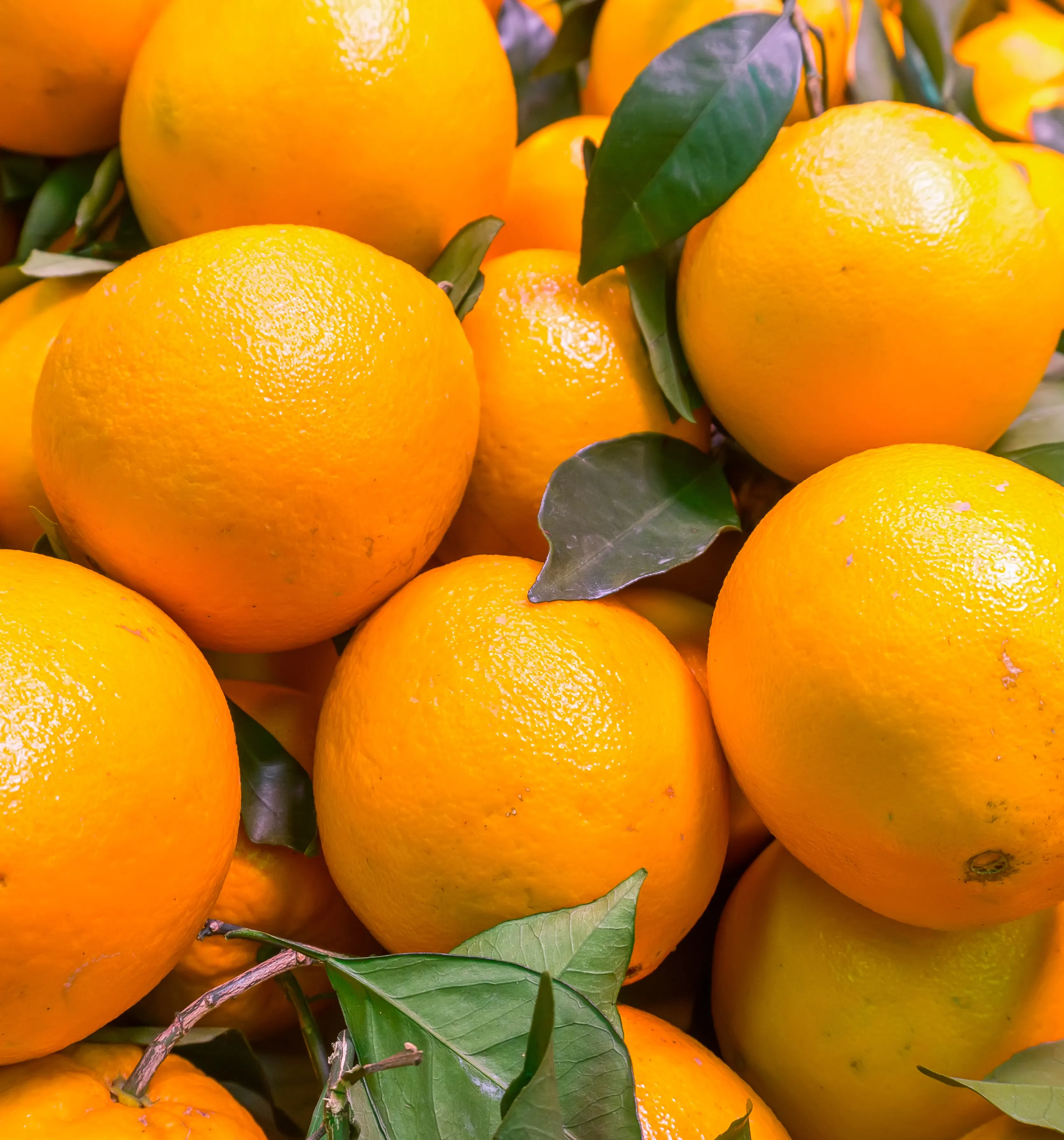 heidi-s-obstkorb-and-mario-s-wineworld angebote_bild