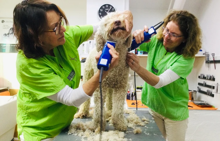 Das Team von Hundesalon Dog Style Prien rassiert einen Pudel.